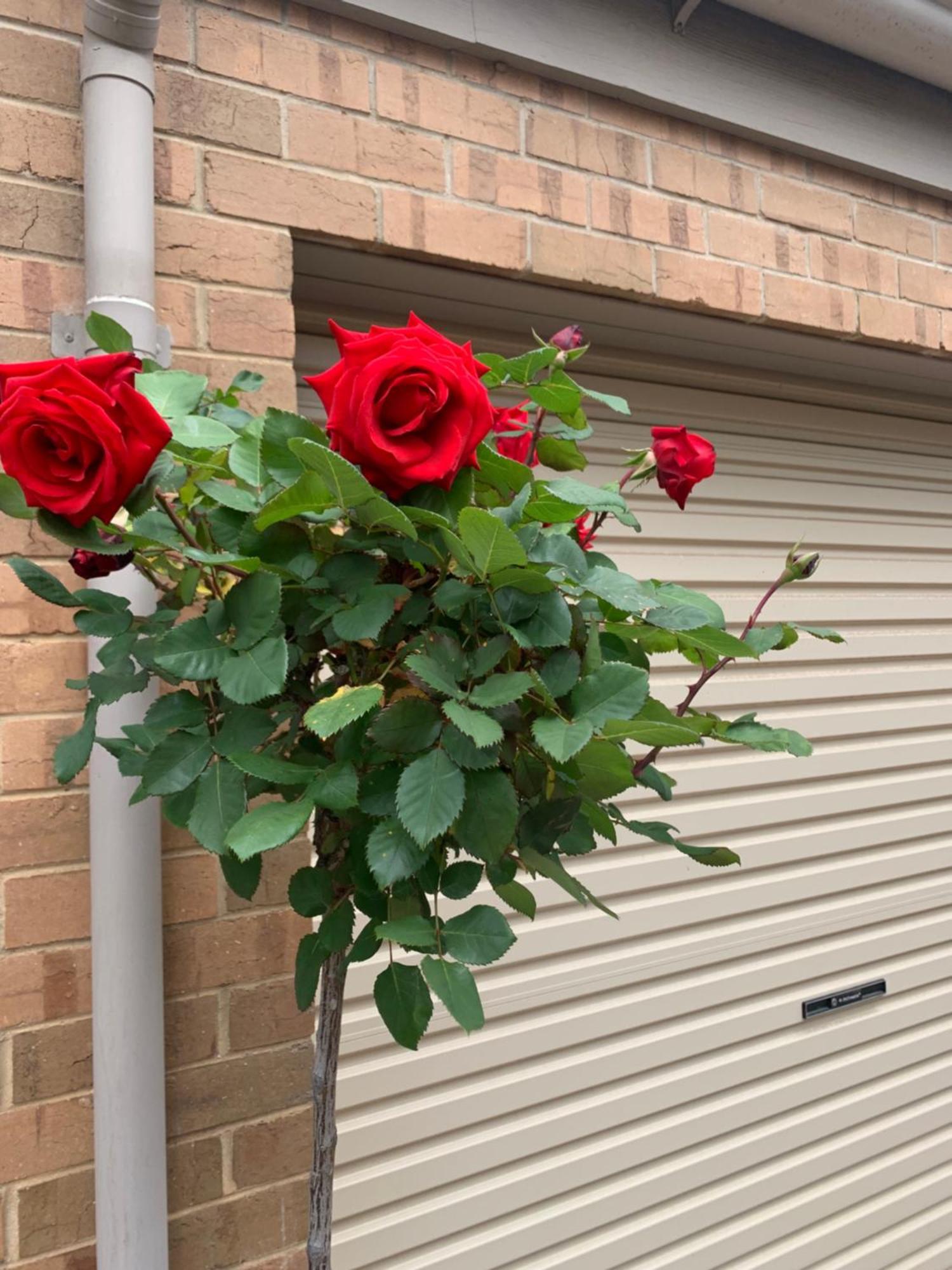 Adelaide Style Accommodation-Close To City-North Adelaide-3 Bdrm- Free Parking Eksteriør billede