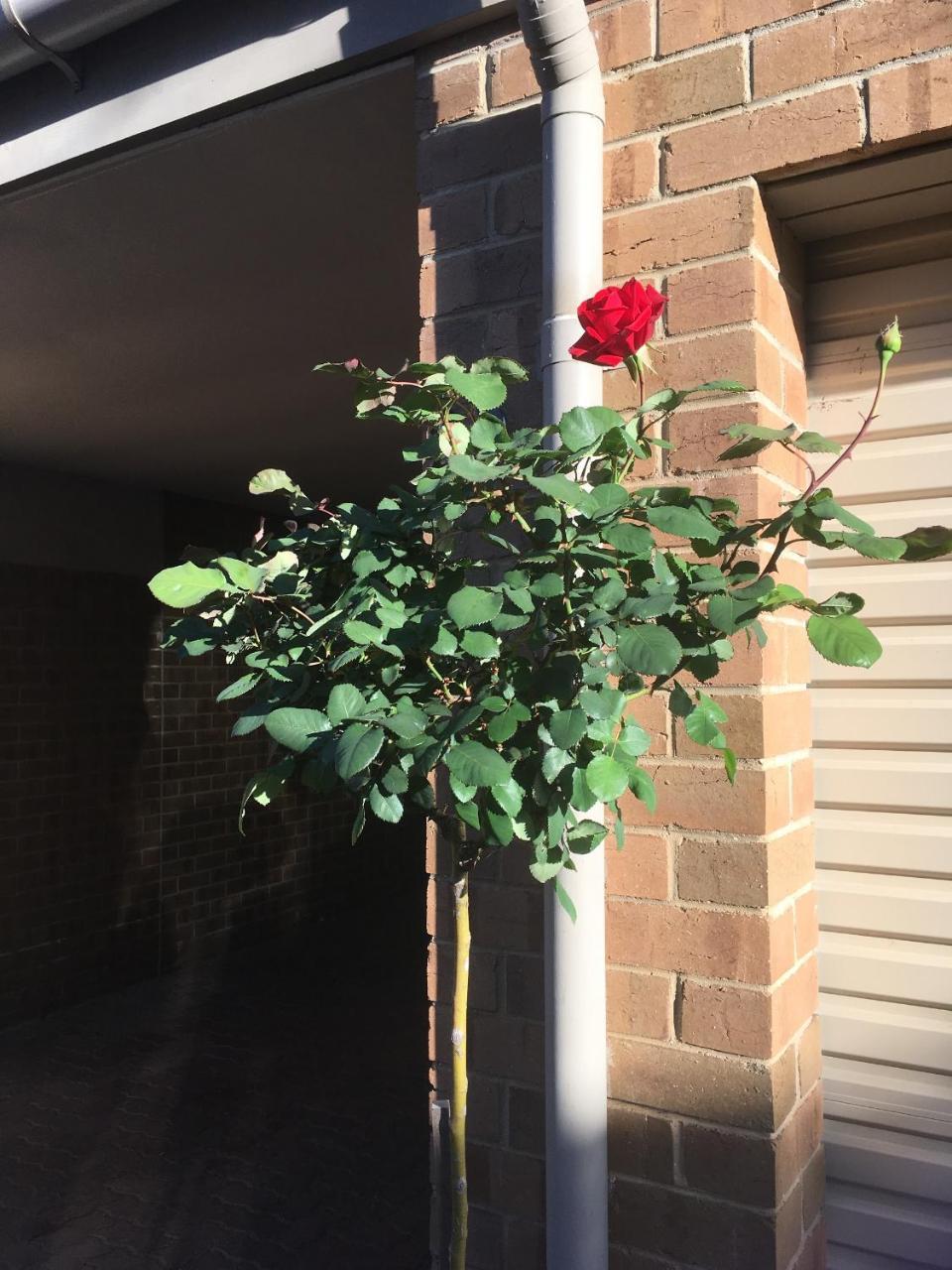 Adelaide Style Accommodation-Close To City-North Adelaide-3 Bdrm- Free Parking Eksteriør billede